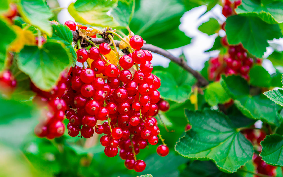 Johannisbeersaison – wie können wir Johannisbeeren in der Küche verwenden?
