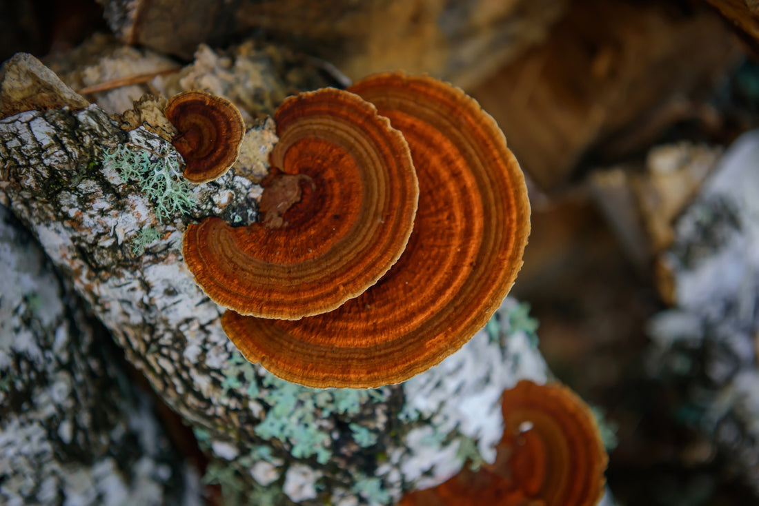 Chaga – ein Pilz mit gesundheitsfördernden Eigenschaften