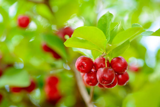 Was ist Acerola und wann lohnt sich der Einsatz?
