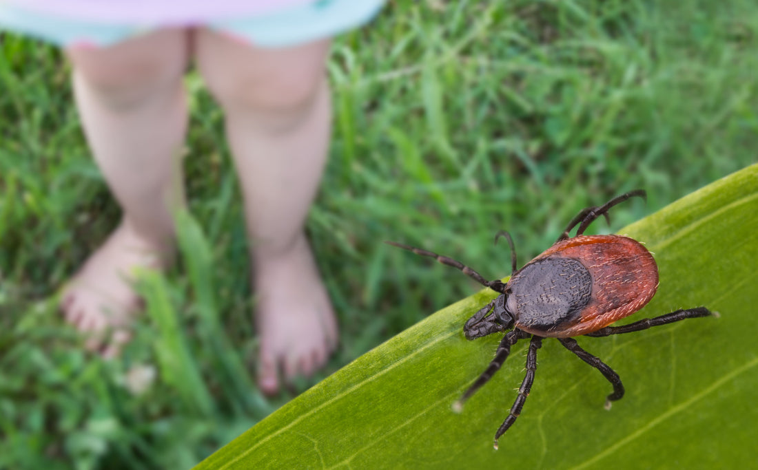 Borreliose – wie kann man sie mit der Bioresonanztherapie effektiv bekämpfen?