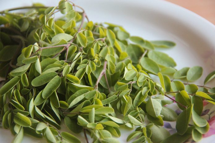 Moringa – der Lebensbaum, der seit Jahrtausenden im Ayurveda verwendet wird
