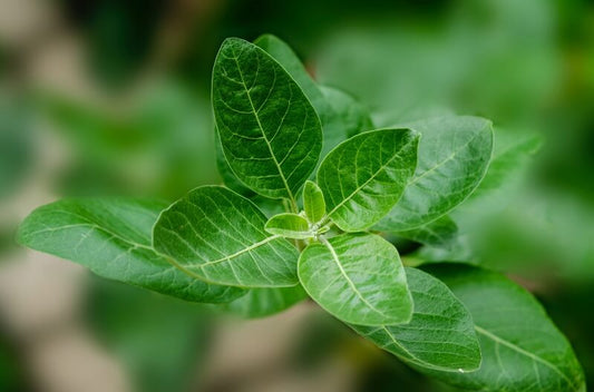 Ashwagandha (Indischer Ginseng , Ashwagandha) – Anwendung und Eigenschaften