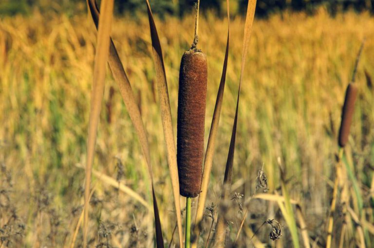 Calamus-Rhizom – Eigenschaften und Anwendung