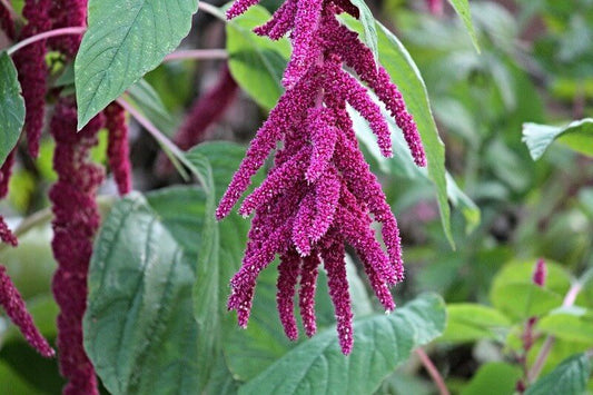 Was ist Amaranth? Entdecken Sie die Eigenschaften und Vorteile einer der ältesten Kulturpflanzen