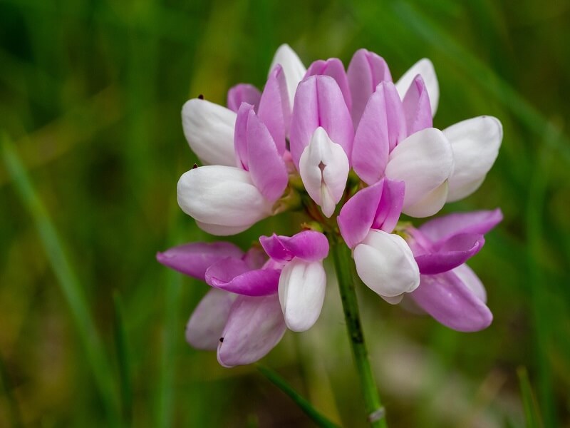 Eine Pflanze aus Steppe und Prärie – wie wird Astragalus verwendet und wie wirkt er?