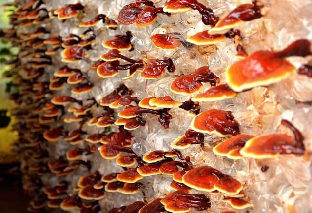 Von Fernost nach Europa - Reishi- Pilze und ihre gesundheitsfördernden Eigenschaften