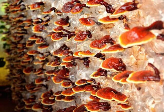 Von Fernost nach Europa - Reishi- Pilze und ihre gesundheitsfördernden Eigenschaften