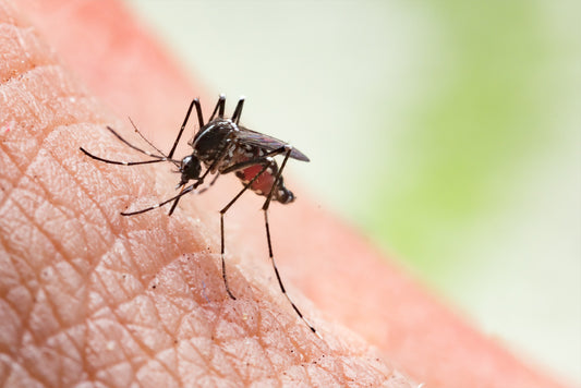 Welche natürlichen ätherischen Öle wirken gegen Mücken und Zecken?