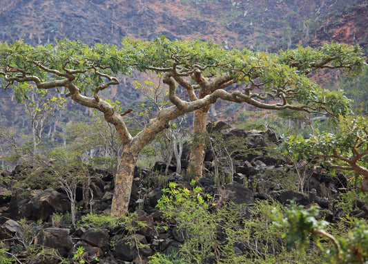 Rätselhaft Boswellia Serrata - wissen gesund Eigenschaften indisch Busch
