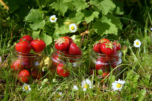 Erdbeersaison – wie verlängert man ihre Frische?