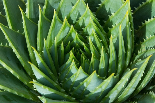 Aloe - Anwendung und Eigenschaften
