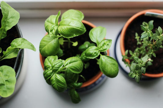 Minigarten in der Küche – welche Kräuter und Gemüse man auf der Fensterbank anbauen kann