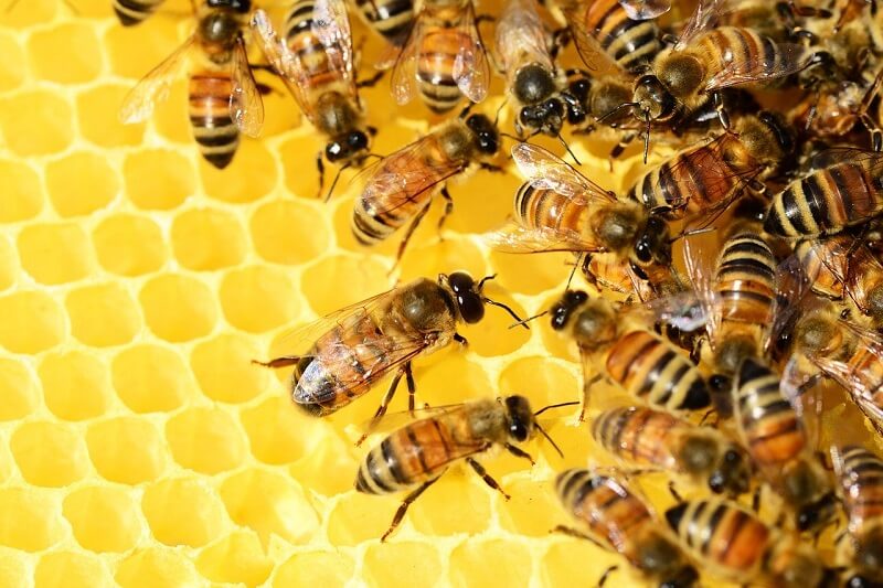 Propolis und Bienenpollen - Anwendung und Eigenschaften