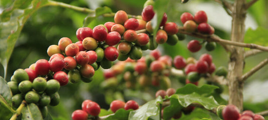 Wie bereitet man grünen gemahlenen Kaffee zu?