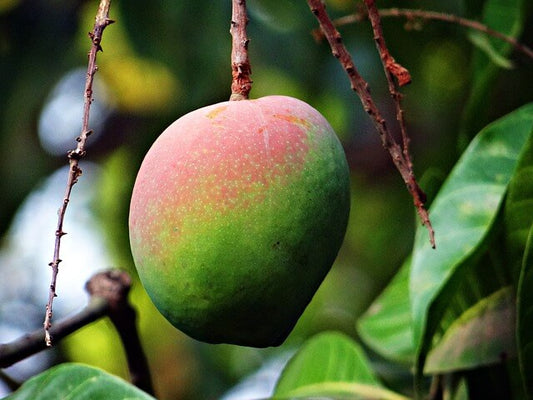 Die Rolle der Mango in der Ernährung - prüfen Sie, warum es sich lohnt, sie zu essen