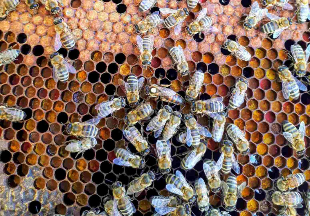 Wann und wie man Bienenpollen verwendet – Eigenschaften von Blütenpollen