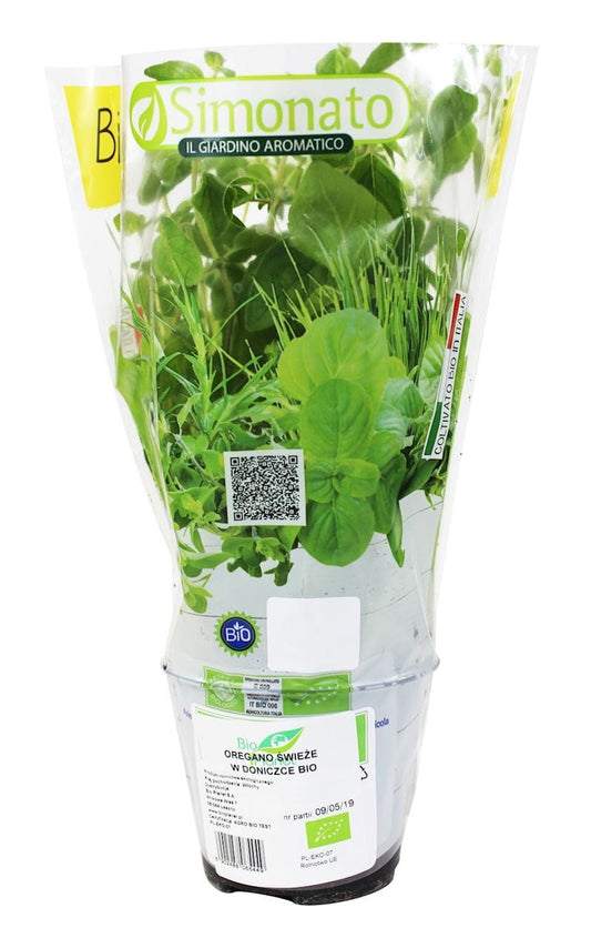 Frischer Bio-Oregano im Topf von BIO PLANET, grüne Blätter und aromatische Pflanze auf weißem Hintergrund