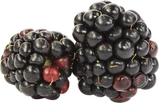 Frische Bio-Brombeeren in einer Verpackung, ca. 125 g, von BIO PLANET, saftig und dunkelviolett, auf weißem Hintergrund