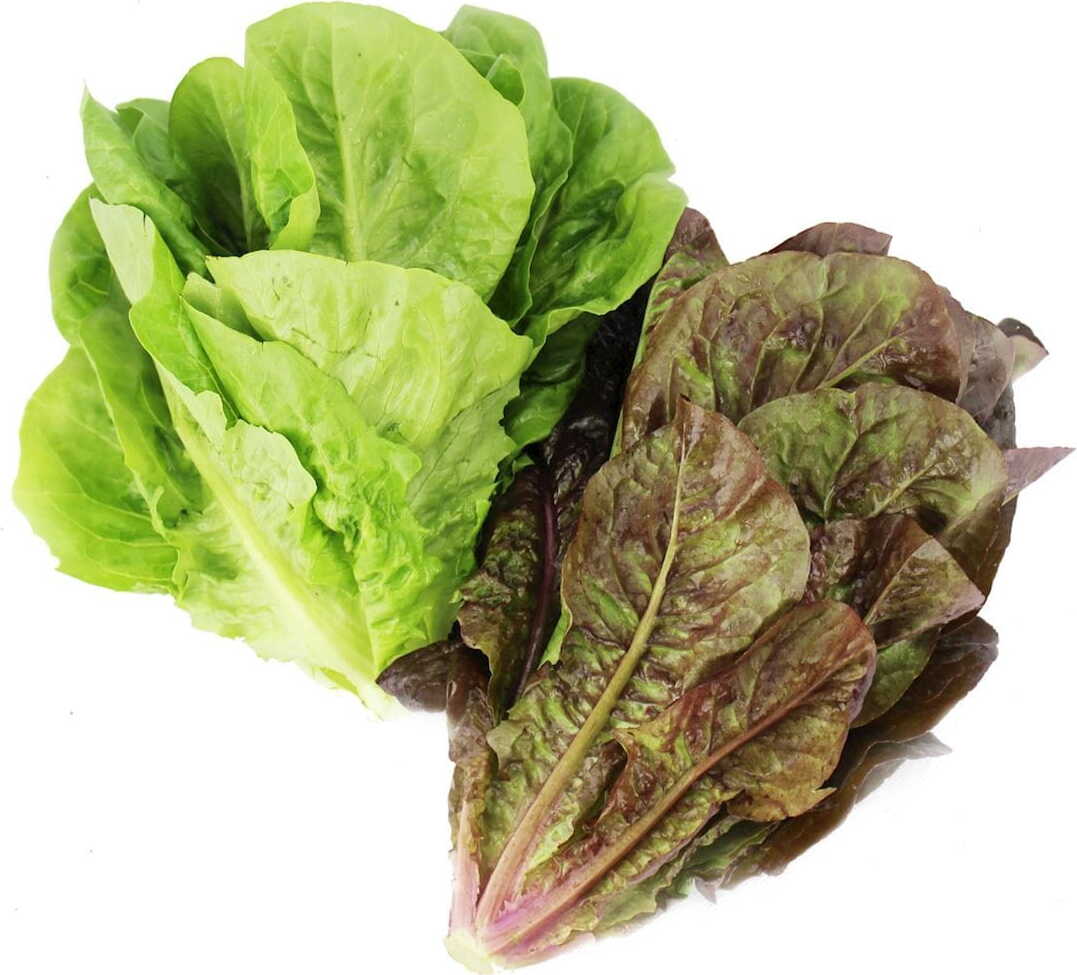 Frischer Römersalat BIO (polnisch) (ca. 100 g)