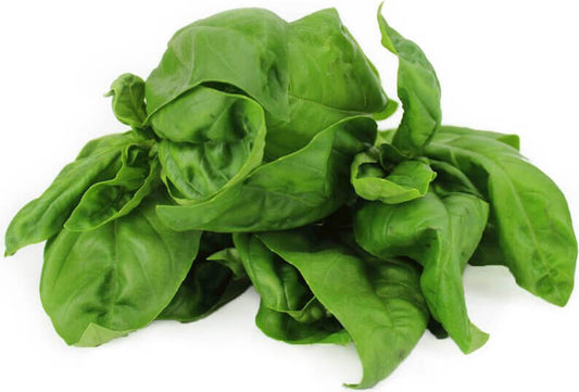 Frischer Bio-Basilikum von BIO PLANET, ca. 50 g, grüne Blätter, ideal für mediterrane Gerichte, naturbelassen und duftend.