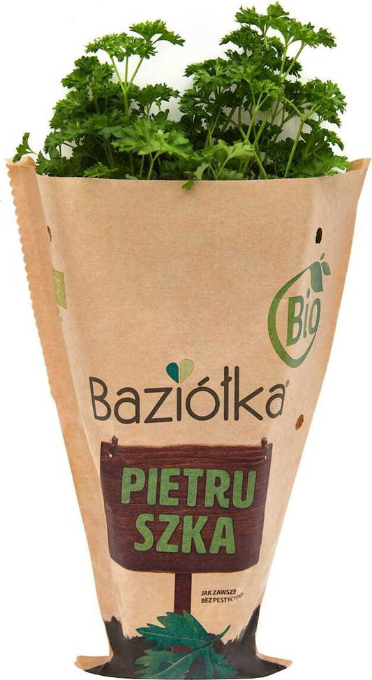 Frische Bio-Topfpetersilie in einem Topf, polnisch, von BIO PLANET, perfekt für frische Kräuter in der Küche.