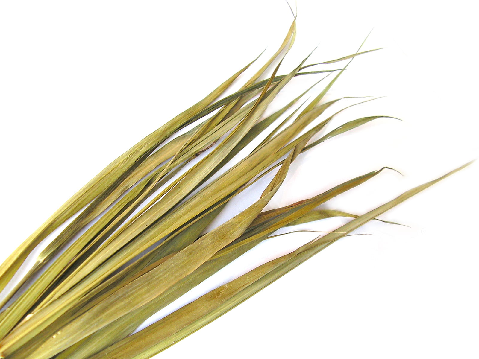 Żubrówka BIO (Gras) GESCHENKE DER NATUR Huvudsaklig produktbild