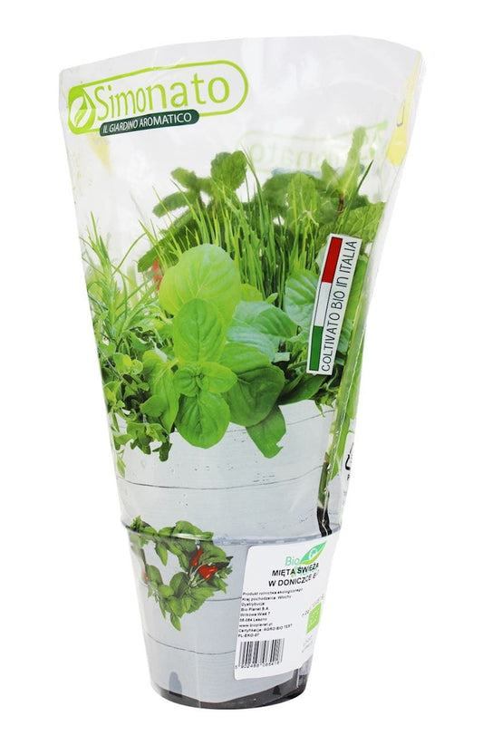 Frische BIO-Minzpflanze im Topf von BIO PLANET, grüne Minzblätter, ideal für Küchenkräuter und aromatische Gerichte.
